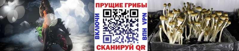 продажа наркотиков  Дивногорск  Галлюциногенные грибы ЛСД 